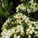 Pittosporum tobira fleur P19